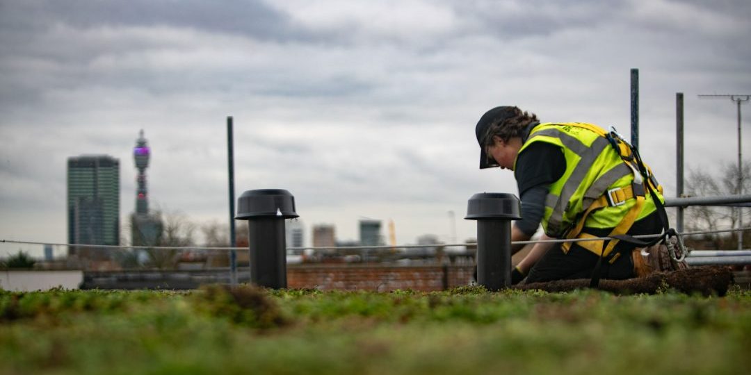Green Roof Maintenance Green Roof Maintenance