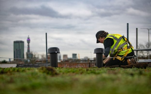 Green Roof Maintenance